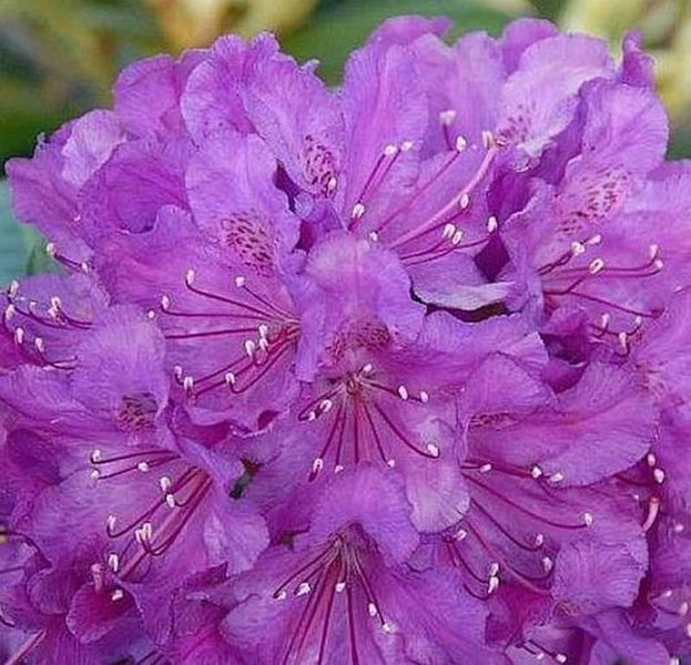 Nahaufnahme einer lila Rhododendronblüte