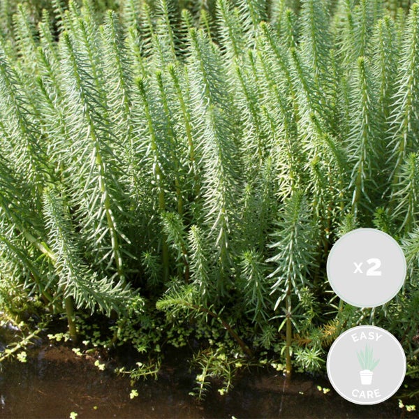 2x Hippuris Vulgaris – Lidsteng – Pflegeleicht – Zone 2t/m5 – ⌀11cm - ↕15-25 cm