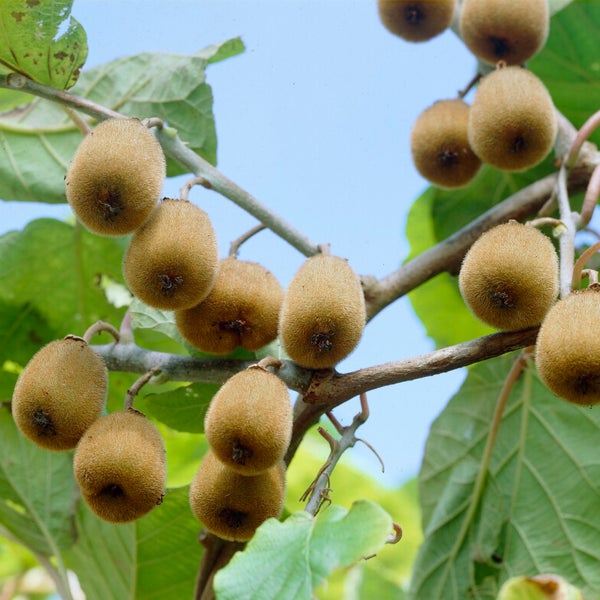 Bloomique - Actinidia Deliciosa 'Jenny' - Kiwipflanze - Obstpflanzen - Gartenpflanzen - Winterhart - ⌀14 cm - Höhe 60-70 cm