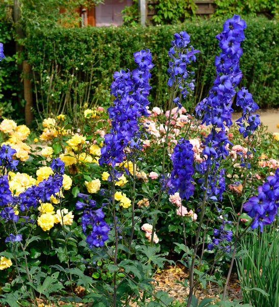 Blauer Rittersporn im Gartenbeet mit Rosen
