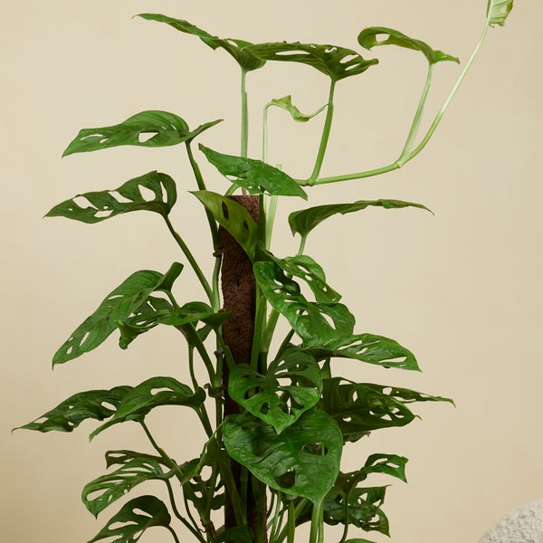 Bloomique - 2er-Set - Monstera Adansonii mit Moosstab - Affenblatt - Zimmerpflanzen - Luftreinigend - Pflegeleicht - 70-80 cm hoch - Topf 17 cm