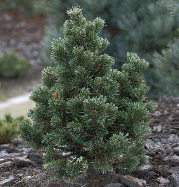 Kiefer als Solitärpflanze im Garten