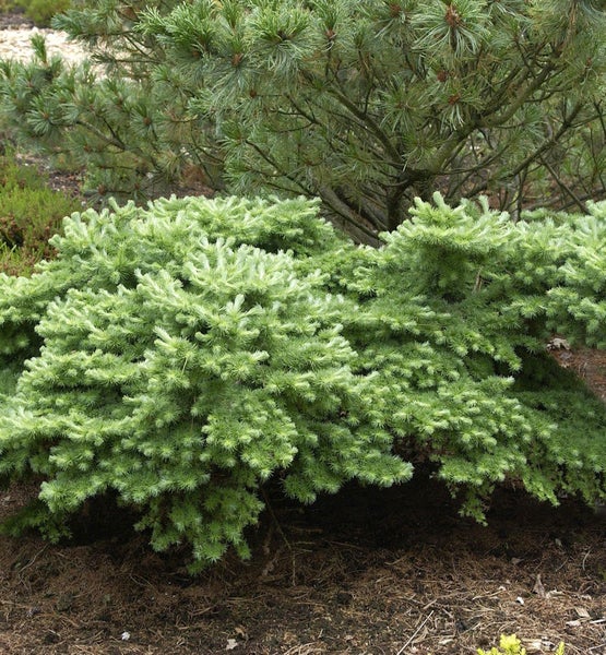 Szene eines Zwergbaumes im Garten.