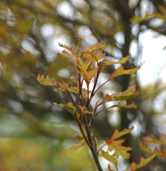 Zweig mit herbstlichen Blättern