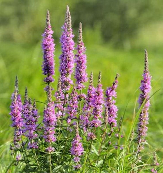 Blühende Blutweiderich-Pflanze im Garten