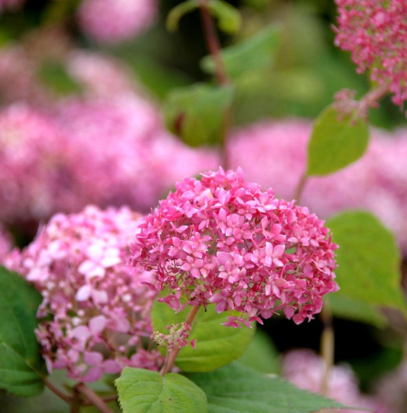 Nahaufnahme einer rosafarbenen Hortensienblüte