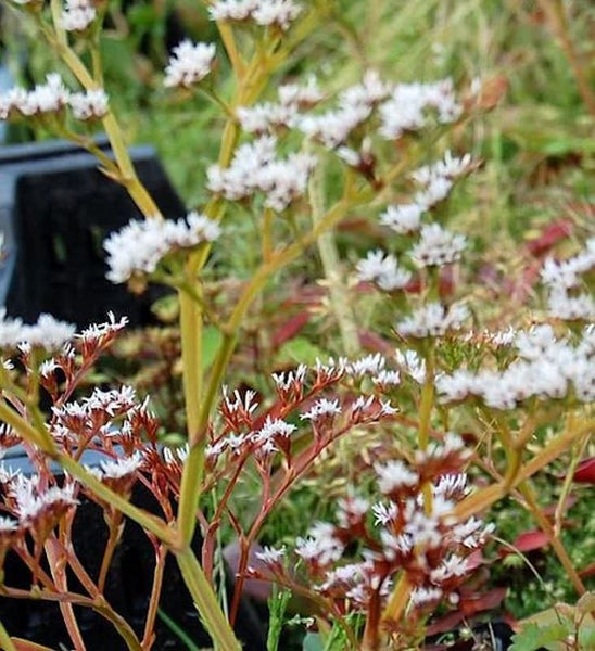 Blühende Fetthenne im Garten.