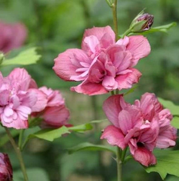Nahaufnahme von gefüllten Hibiskusblüten