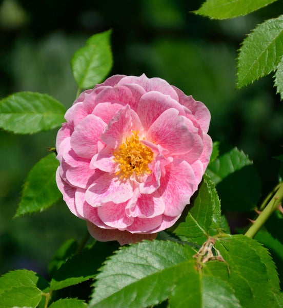 Nahaufnahme einer rosa Rose mit gelber Mitte zwischen grünen Blättern