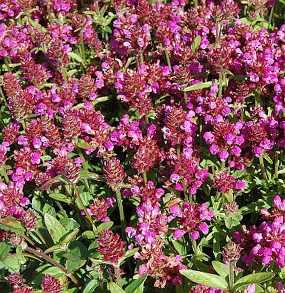 Blühende Kriechendes-Heilziest-Pflanze im Garten