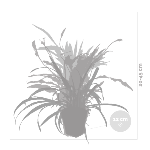 Bloomique - 5er-Mix - Luftreinigende Pflanzenmischung - Dracaena, Dypsis, Chamaedorea, Chlorophytum, Asplenium - 20-40 cm Hoch - Topf 12 cm