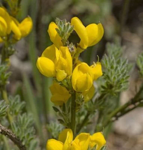 Aufnahme einer Esparsette mit gelben Blüten.