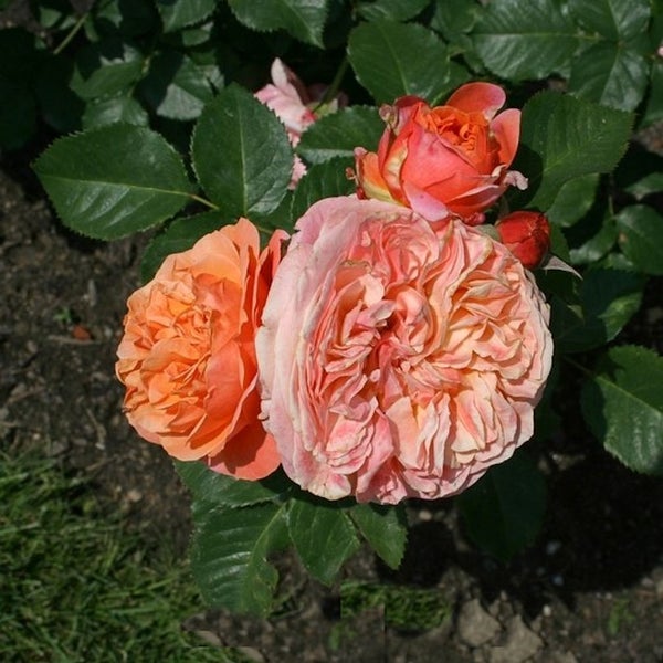Nahaufnahme von orangefarbenen Rosenblüten