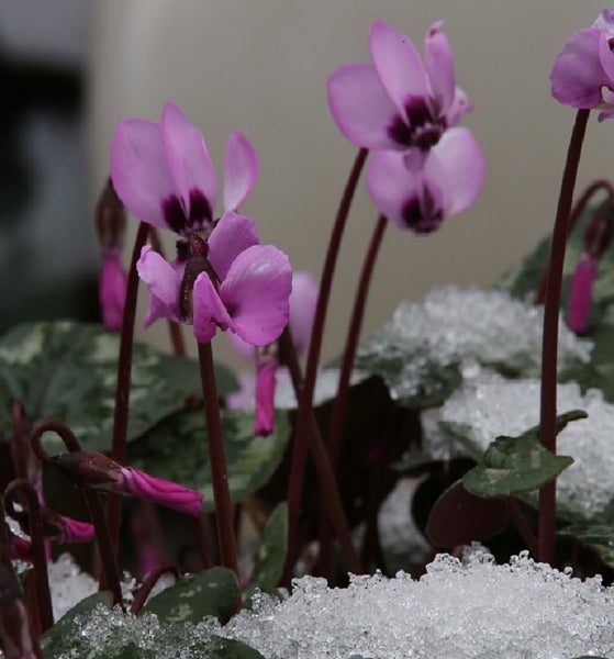 Winterhartes Alpenveilchen mit Schnee bedeckt.