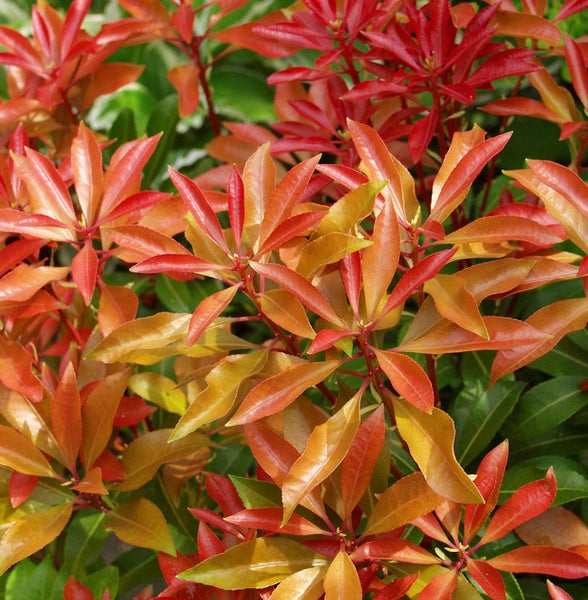 Immergrüner Herbstfeuerbusch mit roten und grünen Blättern.