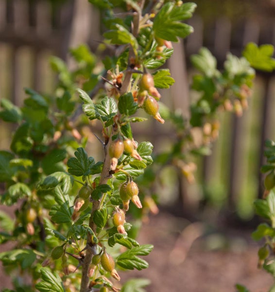 Stachelbeerstrauch mit Blättern und Früchten im Garten