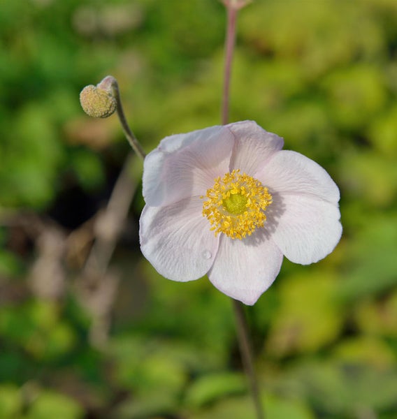 Nahaufnahme einer Herbstanemone mit gelber Mitte