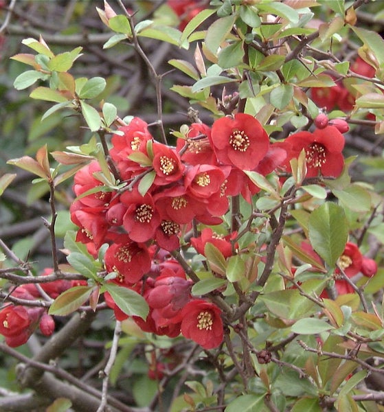 Nahaufnahme von Zierquittenblüten mit Blättern