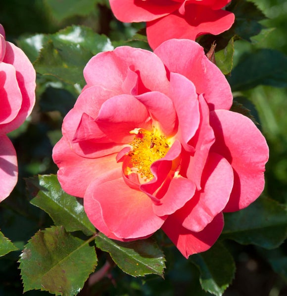 Nahaufnahme einer hellroten Rose mit grünen Blättern
