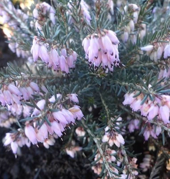 Nahaufnahme von Heidekraut mit zarten Blüten
