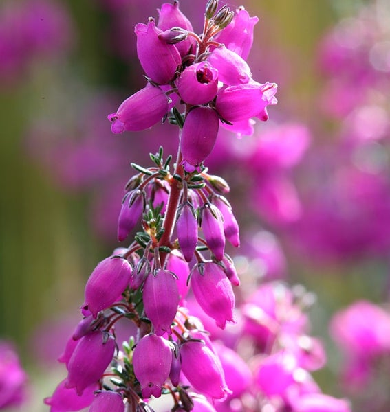 Nahaufnahme von Heidekrautblüten