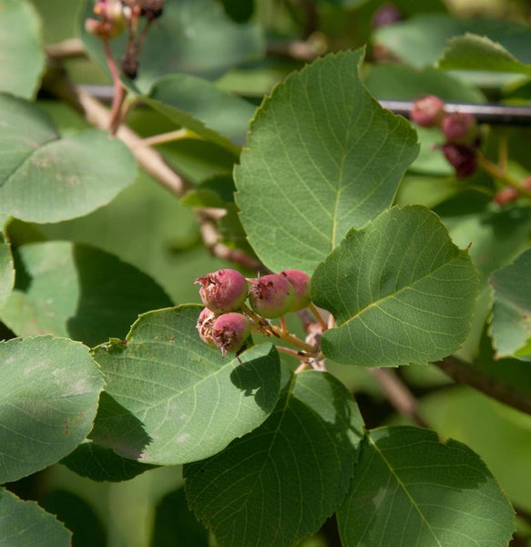 Felsenbirne mit Blättern und Früchten