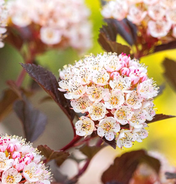 Blütenstand einer Blasenspiere mit dunklen Blättern