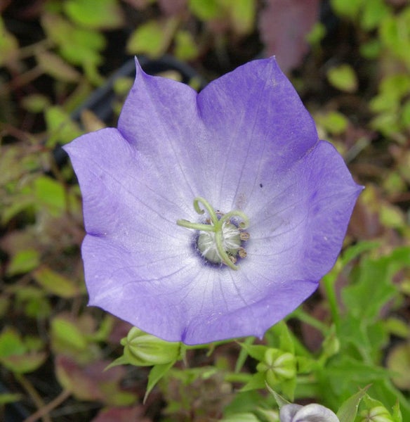 Glockenblume im Detail