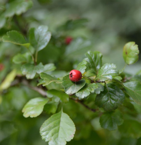 Hagedornzweig mit roten Beeren und grünen Blättern