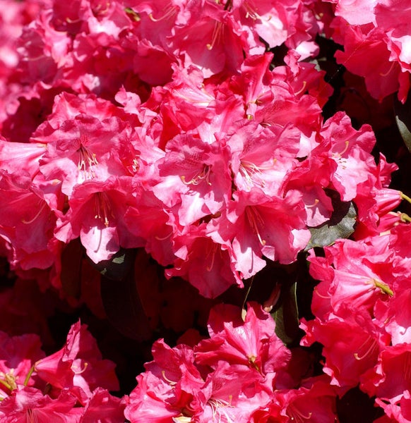 Nahaufnahme einer Gruppe Rhododendronblüten