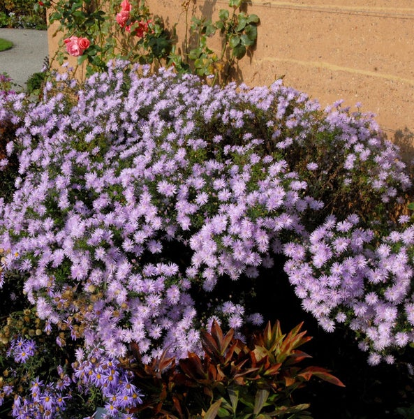 Blühende Aster im Gartenbeet