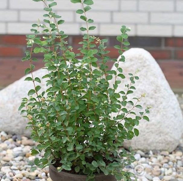 Schneebeere im Topf mit grünen Blättern