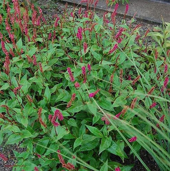 Knöterichpflanze mit grünen Blättern und pinkfarbenen Blütenständen