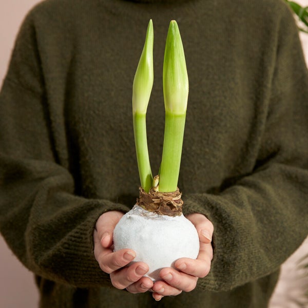 Bloomique – Amaryllis-Zwiebel in Wachs – weiße Samtbeschichtung – Blumenzwiebel – keine Wasserblumen – Weihnachtsdekoration – 15–25 cm hoch bei Lieferung – wird bis zu 40–60 cm groß – 10 cm Durchmesser