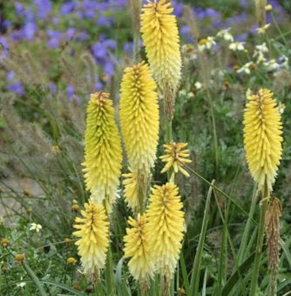 Gelbe Fackellilien in einem Gartenbeet.