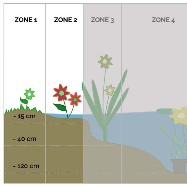 Caltha Palustris – Ringelblume – Teichpflanze – Pflegeleicht – Zone 1-2 – ⌀09 cm – ↕15-25 cm