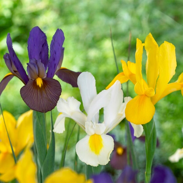 Bloomique - Mischung aus 50 - Iris Hollandica - Holländische Schwertlilie - Farbmischung - Blumenzwiebeln - Frühlingsblüte - Mehrjährige Pflanzen - Wird bis zu 50-60 cm groß