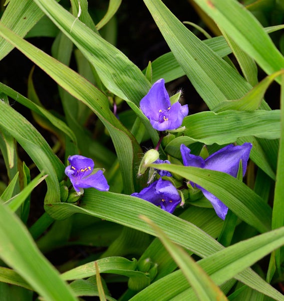 Dreimasterblume mit violetten Blüten und grünen Blättern