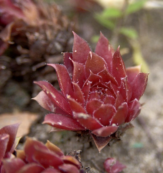 Nahaufnahme einer Hauswurz Pflanze
