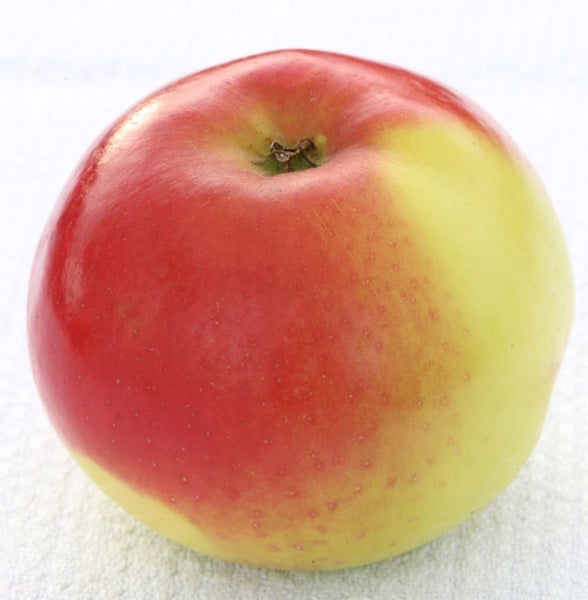 Apfel
