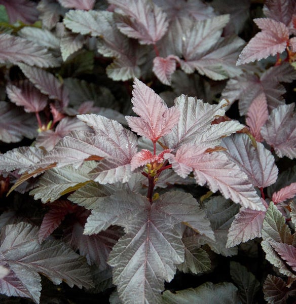 Nahaufnahme einer Blasenspiere mit dunkelroten Blättern.