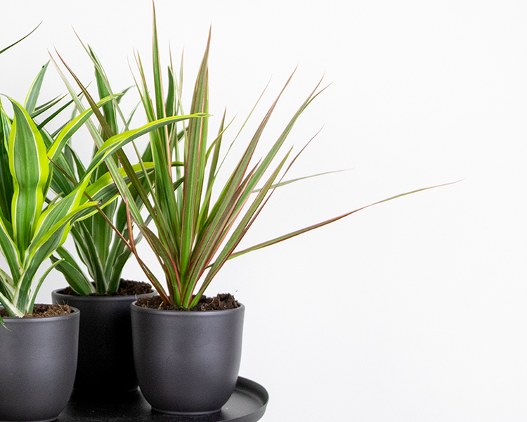 Dracaena 'Bicolor' - Drachenbaum - Pflegeleicht - ⌀12 - ↕35 cm