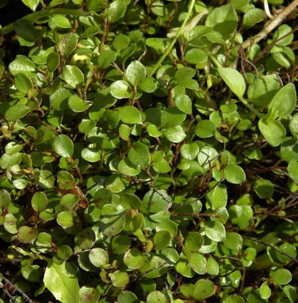 Nahaufnahme einer Bodendeckerpflanze mit kleinen, runden Blättern