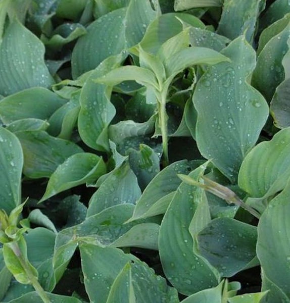 Funkie Pflanze mit grünen Blättern