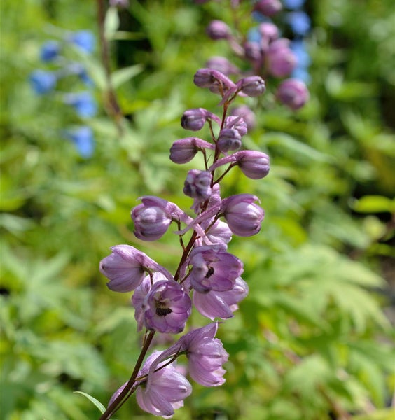 Rittersporn mit lila Blüten im Garten