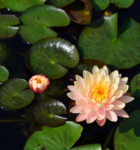 Teich mit Seerosenblättern und Seerosenblüten