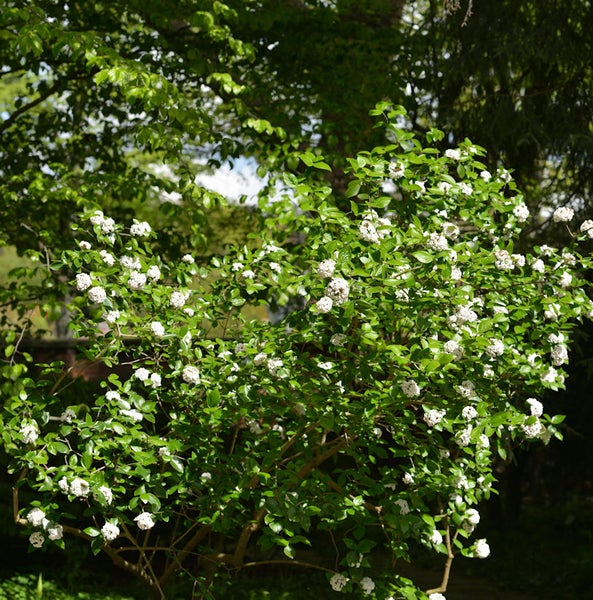 Schneeballstrauch mit grünen Blättern und weißen Blüten