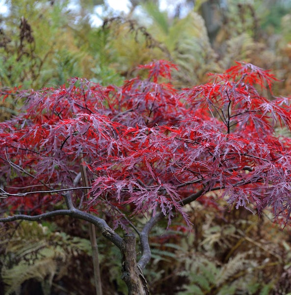 Japanischer Ahornbaum mit roten Blättern im Garten.