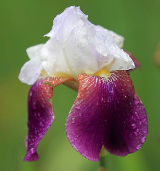 Nahaufnahme einer Schwertlilie mit weißen und violetten Blütenblättern