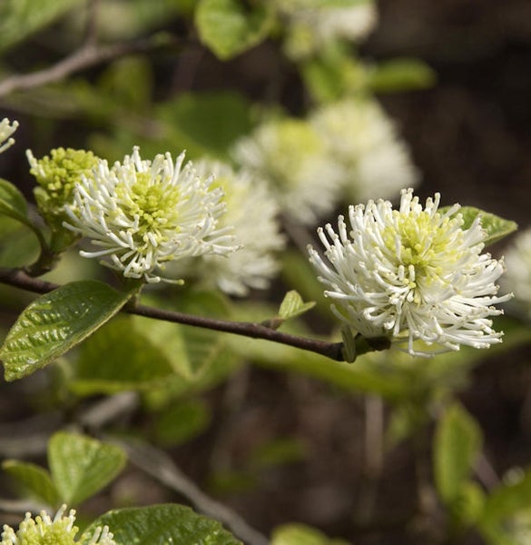 Blütezeit des Kugelbusches im Detail